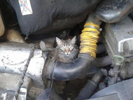 a.baa-Cat-in-car-engine.jpg