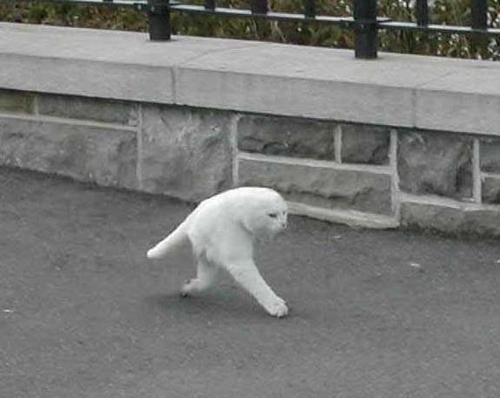 google-street-view-cat2.jpg